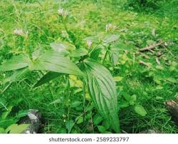 Image result for Loganiaceae