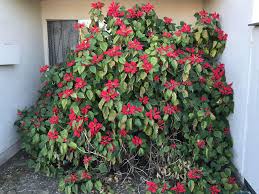 Image result for Euphorbia pulcherrima