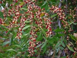 Image result for Maytenus chasei