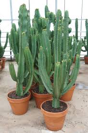 Image result for Euphorbia ingens