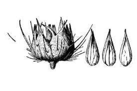 Image result for Cenchrus