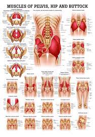 Rectus femoris muscle, one of the quadriceps muscles on the front of your thigh. Muscles Of Buttock Hip And Pelvis Laminated Anatomy Chart Amazon Com Industrial Scientific