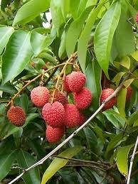 Le Litchi Un Arbre Fruitier Tropical Arbre Fruitier Fruits De Saison Fruitier