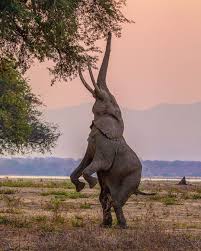 African Style Diary On Instagram Good Morning Africa Rise Shine Mana Pools National Park Zimbabwe Lucienbe National Parks Photo Tour Elephant