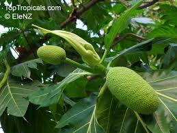 Image result for Artocarpus altilis