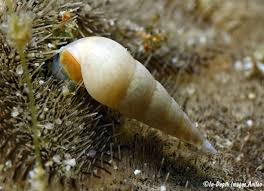 Image result for Cola natalensis