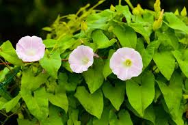 Image result for Convolvulus arvensis