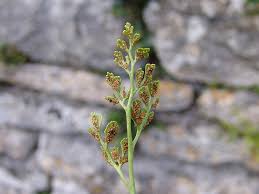 Image result for Asplenium currorii