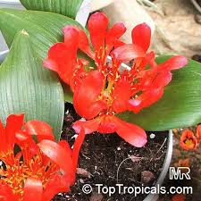 Image result for Daubenya