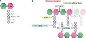 Check spelling or type a new query. Frontiers Peptidoglycan Muropeptides Release Perception And Functions As Signaling Molecules Microbiology