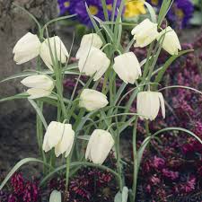 Found in the schlosspark schleißheim. Fritillaria Meleagris Alba Bulbs Boston Bulbs Wholesale