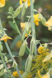 Image result for Blotiella crenata