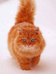 Sign In Pretty Cats Gorgeous Cats Beautiful Cats