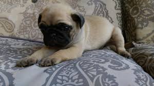 Extended family, fur babies, or man's best friend. Akc Champion Grand Sired Pug Puppies Handmade Michigan
