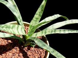 Image result for Sansevieria parva
