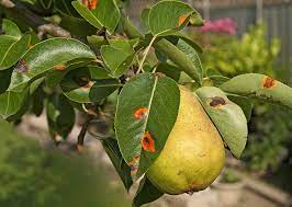 The key identification features of pear trees are the bark, the leaves and the long thorns and to a lesser extent, the flowers. Pear Tree Diseases Tips On Identification Control