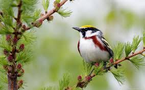 Beautiful birds wallpapers is great wallpaper application!. Birds Wallpapers Wallpaper Cave