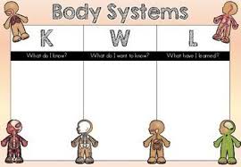 Kwl Chart Human Body Organs Systems