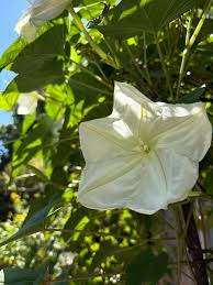 Image result for Ipomoea ephemera