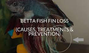 My betta has fin rot, and sits at the surface of the tank. Betta Fish Fin Loss Causes Treatments Prevention Betta Care Fish Guide