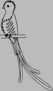 It averages 15 inches in length, while the tail of a breeding male can measure 25 inches or more. Quetzal Bird Of Paradise Coloring Page Free Coloring Library