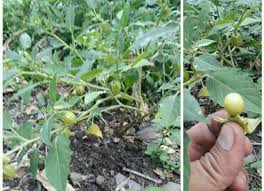 Bagi yang ingin mengetahui apa saja khasiat yang dikandung oleh daun ciplukan, berikut ini merupakan 10 manfaat daun ciplukan untuk pengobatan. Ada Yang Tahu Buah Ciplukan Ternyata Ini Lho Manfaatnya Faktabanten Co Id Suara Merdeka Rakyat Banten Kesehatan