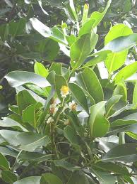 Image result for Calophyllum inophyllum