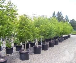 The tree shop nursery has a range of advanced trees, japanese maple trees, shrubs, plants the tree shop & the garden shop. Fraxinus Griffithii Evergreen Ash Trees Speciality Trees