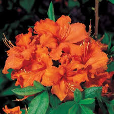 Gibraltar Azalea Must Get Again Fragrant Plant Bonsai Flower Plants