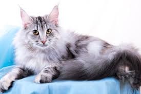 Ama stare in nostra compagnia, ma se lasciato da solo troverà sempre qualcosa da fare per non annoiarsi. Quali Sono Le Migliori Razze Di Gatti Da Appartamento Guida Alla Scelta