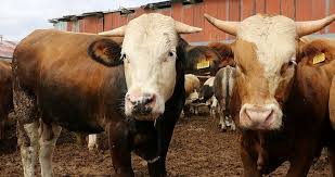 Kurbanlık fiyatları geçtiğimiz günlerde belli oldu. 2019 Kurban Fiyatlari Ne Kadar Oldu Diyanet Acikladi Buyukbas Ve Kucukbas Kurbanlik Fiyatlari Belli Oldu Son Dakika Haberler