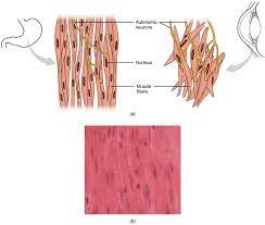 This is different from as you look at this diagram of a smooth muscle fiber, you'll notice the single nucleus in the center. Smooth Muscle Anatomy And Physiology I