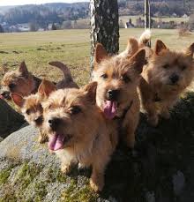 Seit 1.12.2017 haben wir wieder welpen. Norwich Terrier Vom Blauen Granit Norwich Terrier Zuchter Aus Sachsen