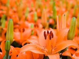 For visual appeal, plant lilies in groups of 3 to 5 bulbs. How To Grow Lilies Saga
