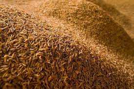 One of the constituent parts. A Ton Of Rice Paddy Produces 220 Kg Husk And 290 Kg Straw Organic Rice Rice Genetically Modified Food