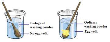 Lyophilized powder, ≥10 units/mg protein (bradford) pricing: Use In Biological Washing Powders Biology Notes For Igcse 2014