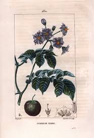 Image result for Solanum tuberosum