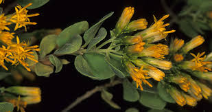 Image result for Pteronia acuminata