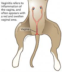 The earlier cancer can be detected, the better the chances of successful treatment. Vaginitis In Dogs Vca Animal Hospital