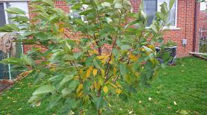 You can buy products items white big simulation cherry tree wishing tree fake cherry tree with credit card, doku, alipay, etc. White Gold Sweet Cherry Kgb Pruned General Fruit Growing Growing Fruit
