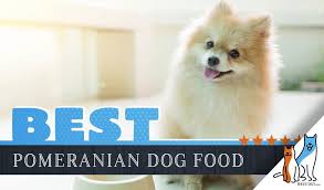 15 best dog foods for pomeranians our 2019 in depth feeding