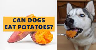 Can Dogs Eat Potatoes Can Dogs Eat Dog Eating Potatoes