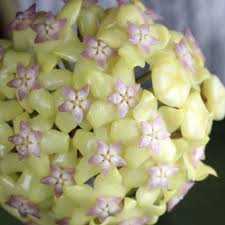 We did not find results for: Hoya Fusco Marginata Hoya Cv Noelle For Sale Happyforest