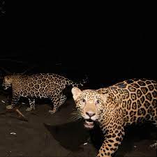 The jaguar (panthera onca), is a new world mammal of the 'felidae family'. Where Jaguars Are Killed New Common Factor Emerges Chinese Investment The New York Times