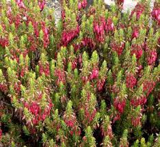 Image result for Erica wildii