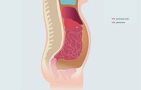 Ridges of muscle tissue called rugae line the stomach. Pleural Effusion And Ascites Pfm Medical Ag