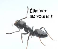 Comment Eliminer Les Fourmis Naturellement Dans La Maison Eliminer Les Fourmis Comment Eliminer Les Fourmis Et Fourmis