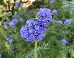 Image result for Trichilia capitata