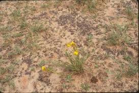 Image result for Cienfuegosia digitata