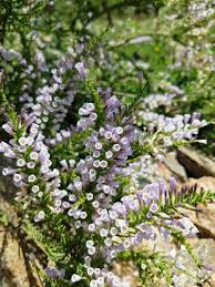 Image result for Fabiana imbricata